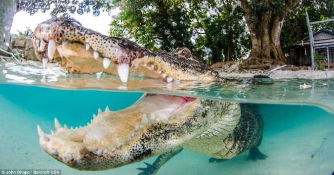 Люди плавают с аллигаторами (5)