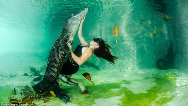 Люди плавают с аллигаторами (8)