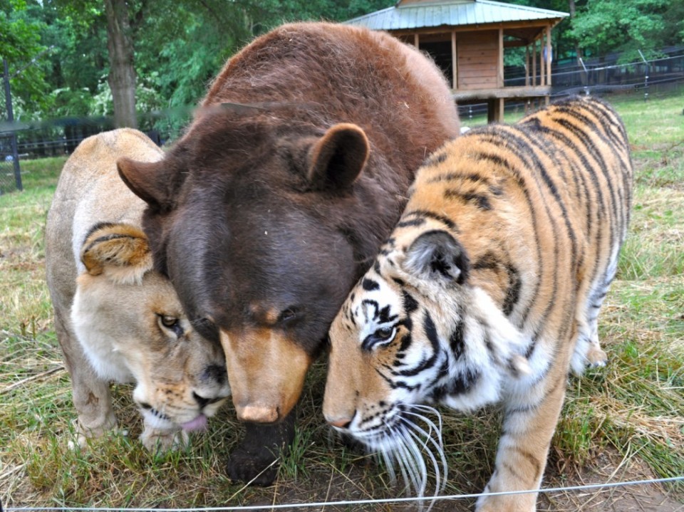 Необычная дружба льва, тигра и медведя (1)