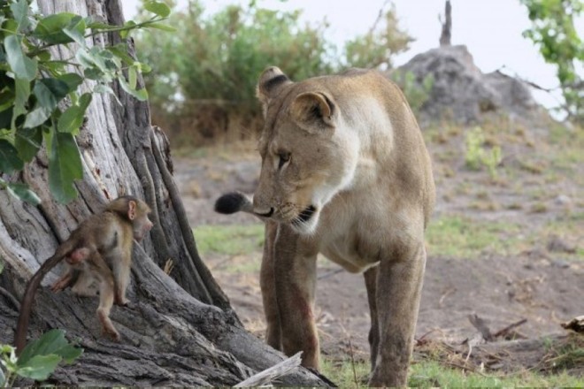 Львица пожалела детеныша бабуина (3)