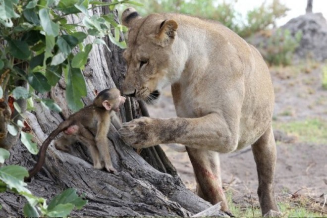 Львица пожалела детеныша бабуина (4)