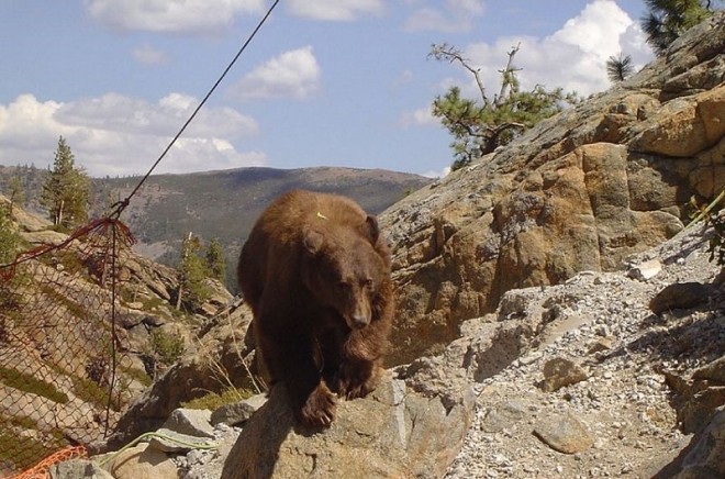 Медведь застрял на мосту (1)