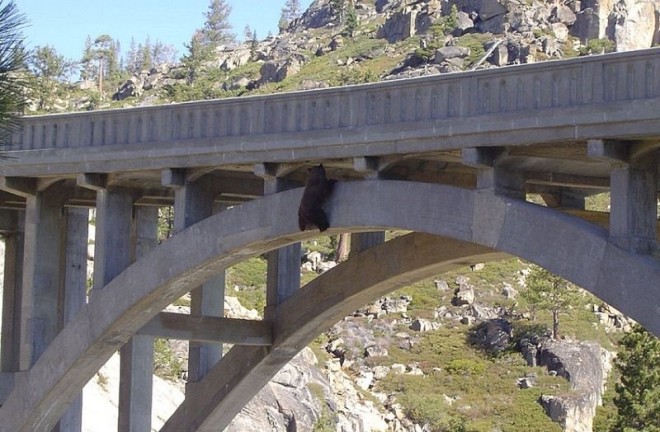 Медведь застрял на мосту (2)