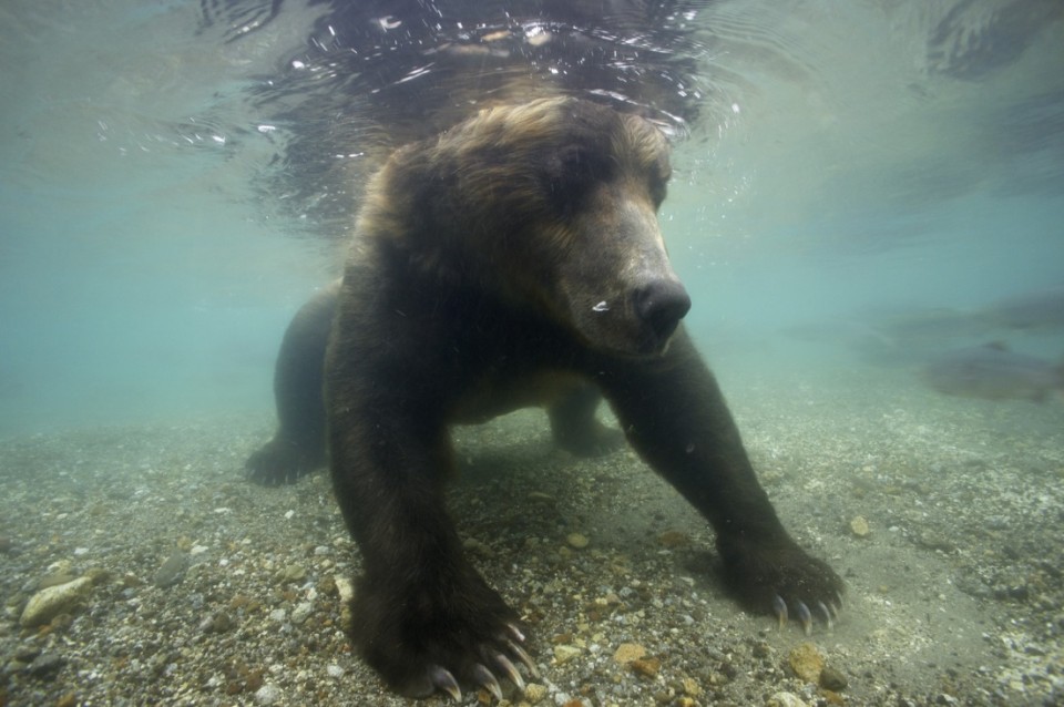 Медведь рыбачит (1)
