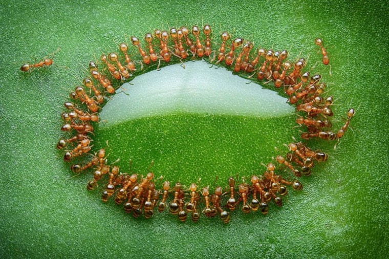 Крошечные муравьи окружили каплю меда, Малайзия