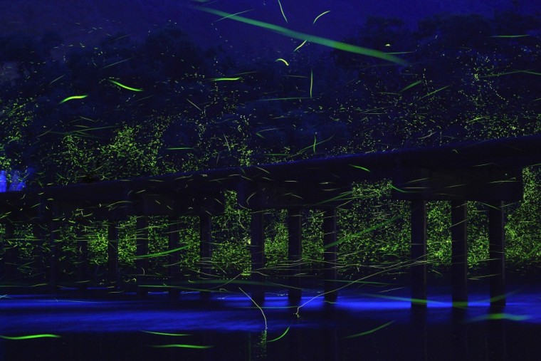 Светлячки на берегу реки Шиманто, Япония