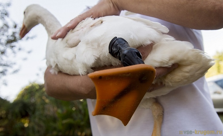 Ozzie the goose gets new 3D printed prosthetic leg, Johannesburg, South Africa - 22 Apr 2015