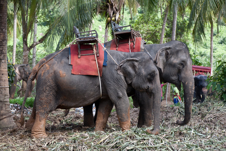 Индийские слоны