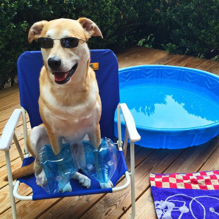 Собака в плавательных нарукавниках