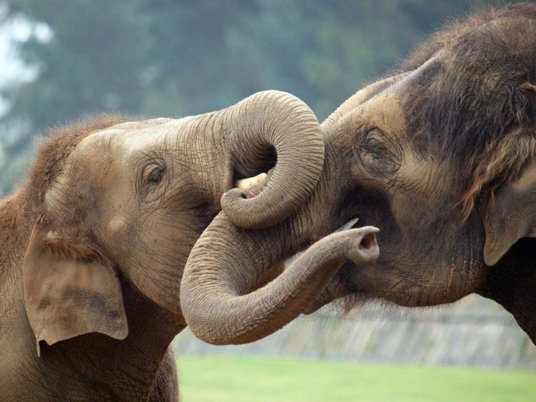 Слониха со слоненком