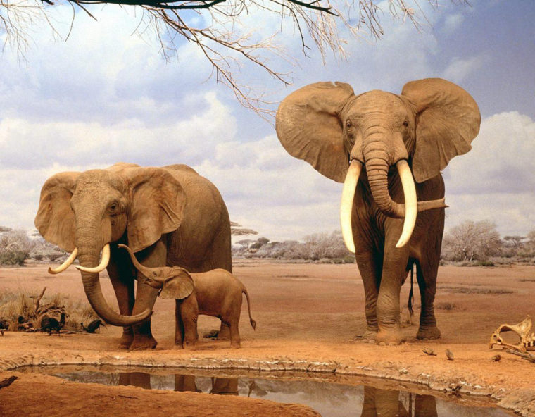 Слоны и засуха