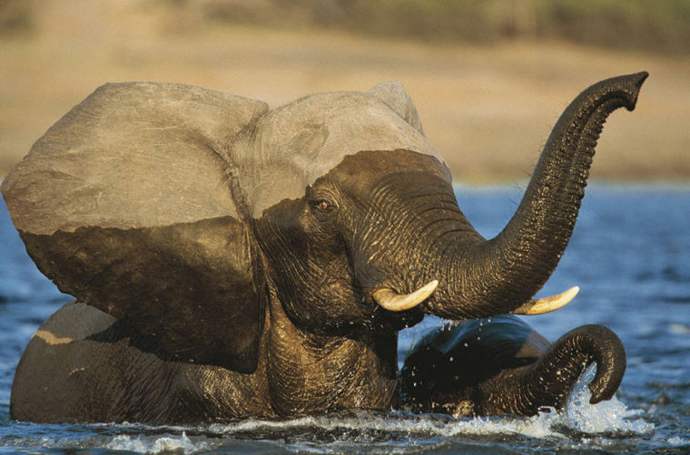 Слоны плавают