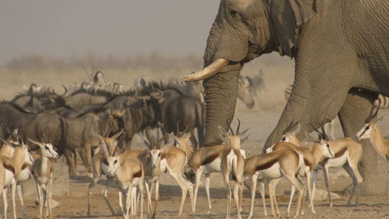 Слон и антилопы