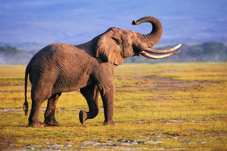 Слон на поле